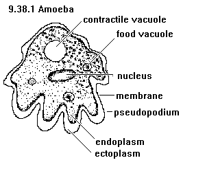 See diagram 9.38.1: Amoeba