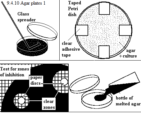 See diagram 9.4.10: Taped Petri dish