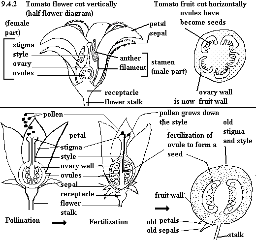 See diagram 9.4.2: Tomato flower and fruit formation