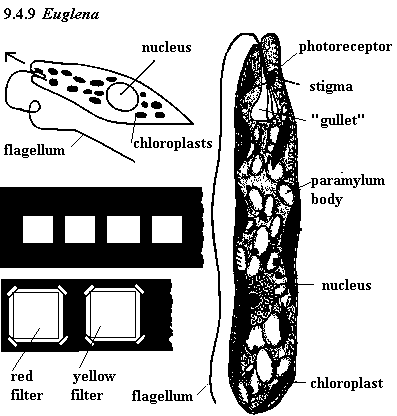 See diagram 9.4.9: Euglena