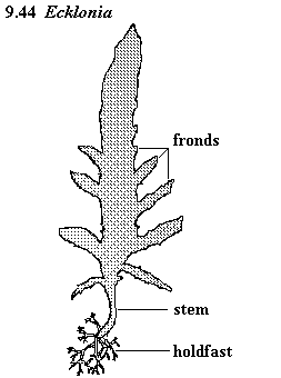 See diagram 9.44: Ecklonia