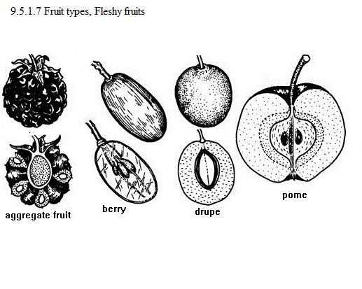 See diagram 9.5.1: Fruit types, Fleshy fruits1