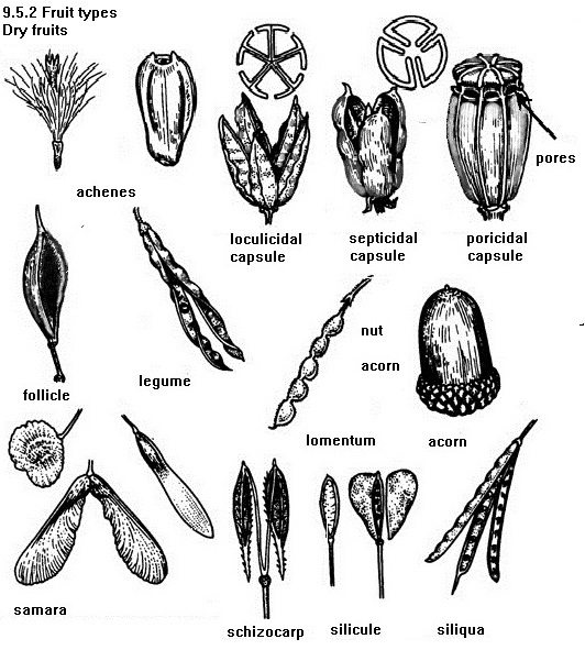 See diagram 9.5.2: Fruit types, Dry fruits