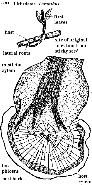 See diagram 9.53.11: Mistletoe, Loranthus