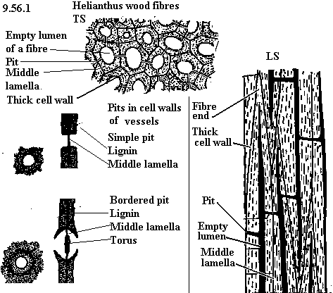 See diagram 9.56.1: Helianthus wood fibres