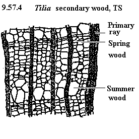 See diagram 9.57.4: TS Tilia, secondary wood