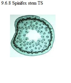 See: diagram 9.9.6.8: TS Spinifex stem