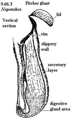 See diagram 9.66.3: Pitcher plant, Nepenthes