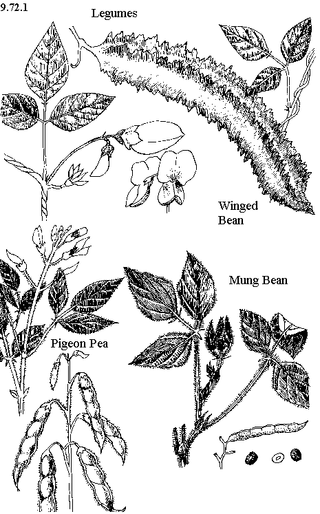 | See diagram 9.72.1: Legume plants