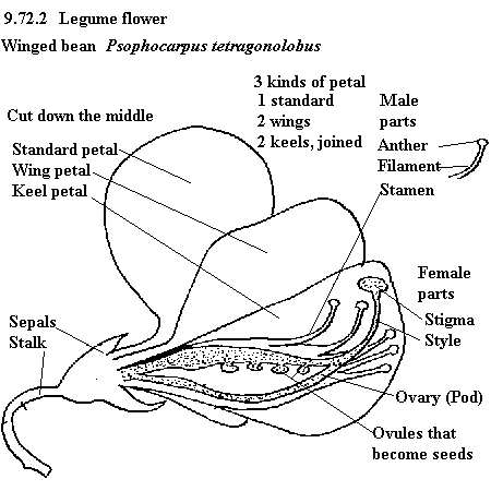 | See diagram 9.72.2: Legume flower