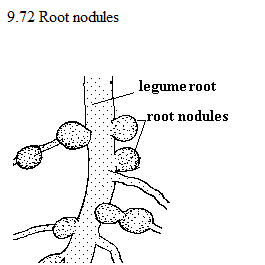 | See diagram 9.72: Root nodules