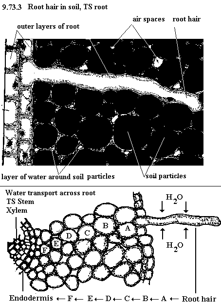 See diagram 9.73.3: Root hair in soil, TS root