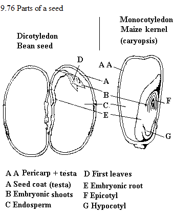 See diagram 9.76: Parts of a seed