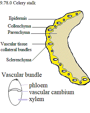See diagram: Celery stalk