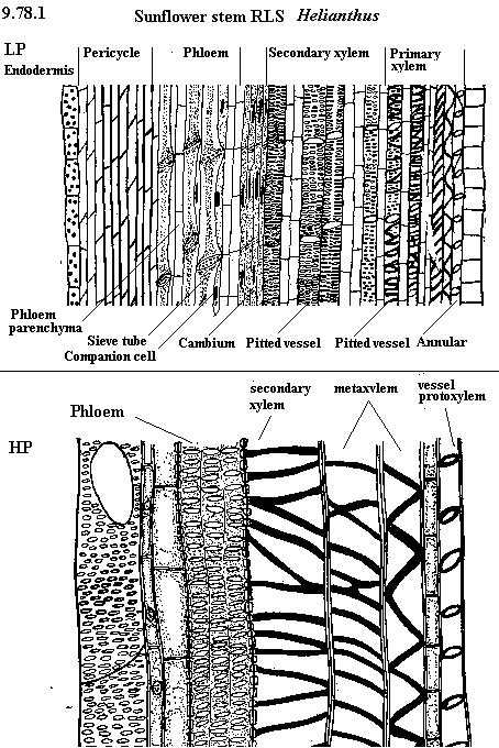 See diagram 9.78.1: LS Sunflower stem