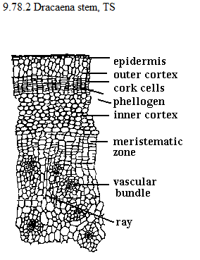 See diagram: Dracaena stem, TS.