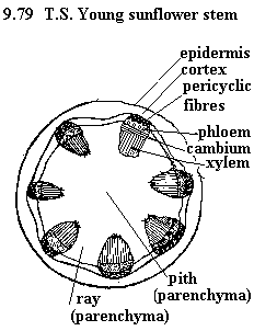 See diagram 9.79: T.S. Young sunflower stem