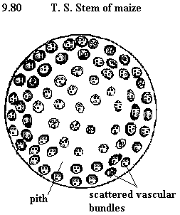 See diagram 9.80: T.S. Stem of (Zea mays)