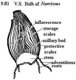 See diagram 9.81: Bulb of Narcissus