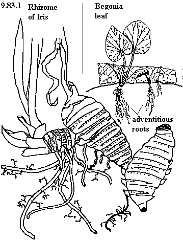 Rhizome, ginger, iris, banana
See diagram 9.83.1: Iris rhizome