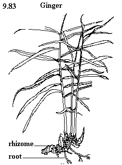 See diagram 9.83: Ginger rhizome