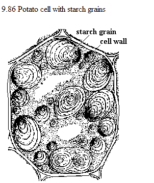 See diagram 9.86: Potato cell with starch grains