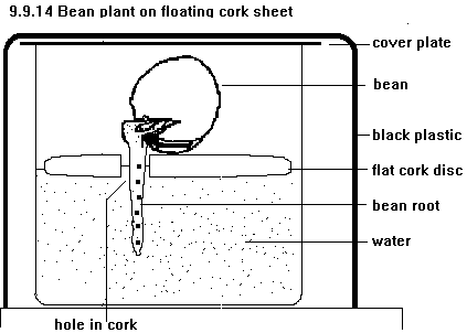 See diagram 9.9.14: Bean plant on floating cork sheet