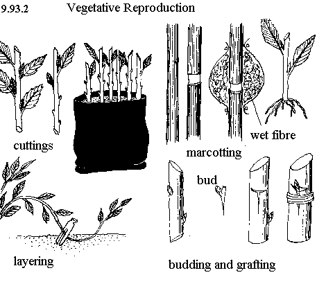 See diagram 9.93.2: Budding and grafting