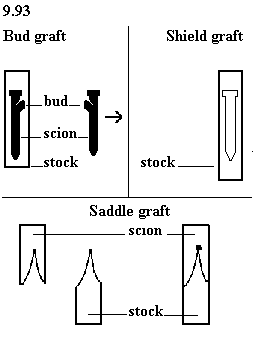 See diagram 9.93: Bud graft, shield graft, saddle graft