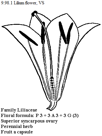 | See diagram 9.98.1: Lily flower (monocotyledon)