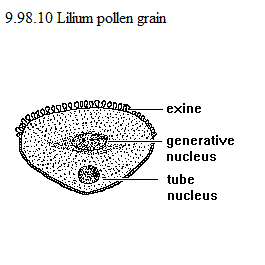 See diagram 9.9.10: Lilium pollen grain