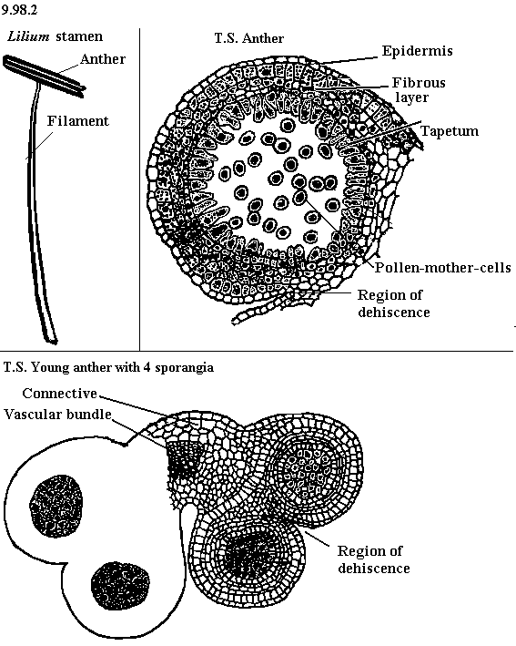 See diagram 9.98.2: Lily stamen