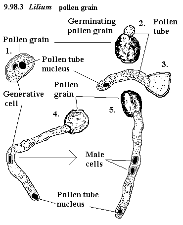 See diagram 9.98.3: Lily pollen grain