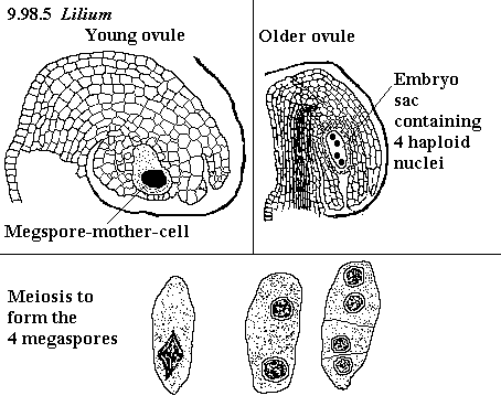 See diagram 9.98.5: Lily ovule