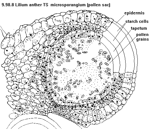 See diagram 9.98.8: Lilium anther