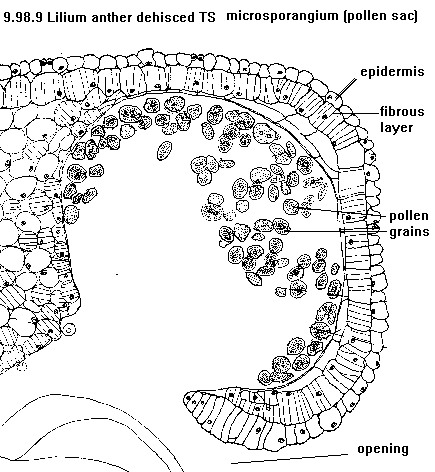 See diagram 9.98.9: Lilium anther TS dehisced