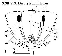 | See diagram 9.98: Dicotyledon half flower