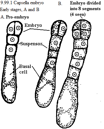 See diagram 9.99.1: Shepherd's purse embryo 1