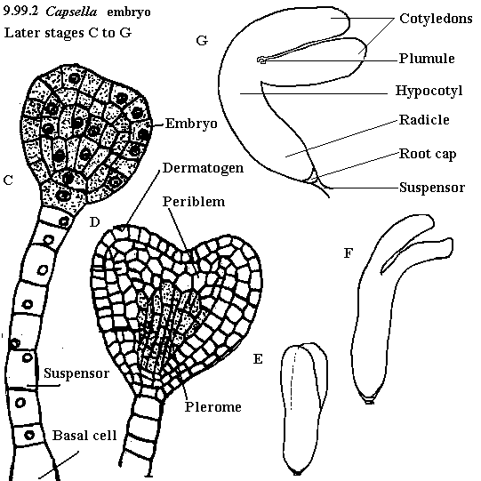 See diagram 9.99.2: Shepherd's purse embryo 2