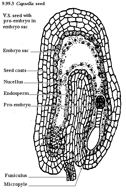 See diagram 9.99.3: Shepherd's purse embryo