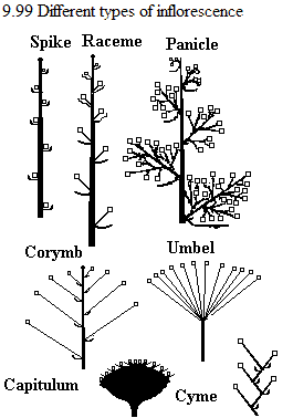 See diagram 9.99: Types of inflorescence