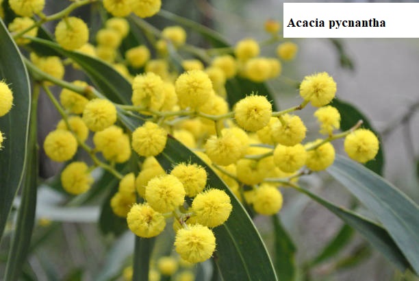 See diagram: (Acacia pycnantha) inflorescence, Melbourne