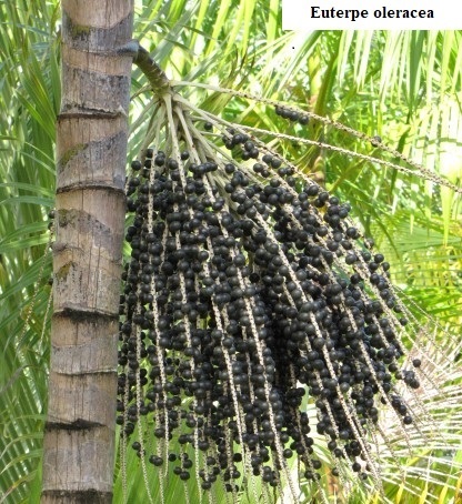 See diagram: (Euterpe oleracea)