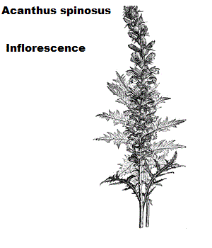 See diagram: Acanthus spinosus inflorescence