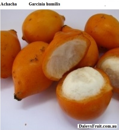 See diagram: Achacha, (Garcinia humilis)