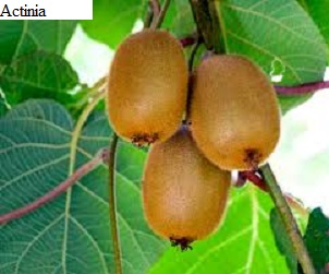 See diagram: Actinidia chinensis.