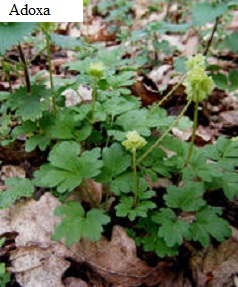 See diagram: Adoxa moschatellina.