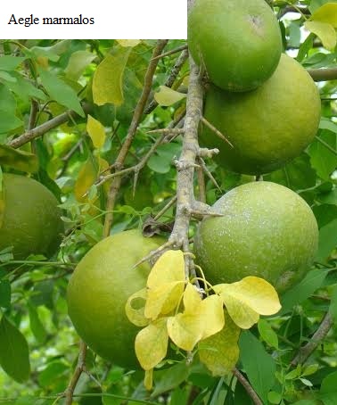 See diagram: Aegle marmelos fruit.