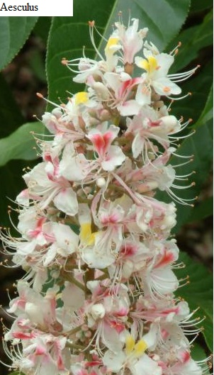 See diagram: Aesculus indica, (Kew Gardens).