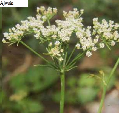 See diagram: Ajwain